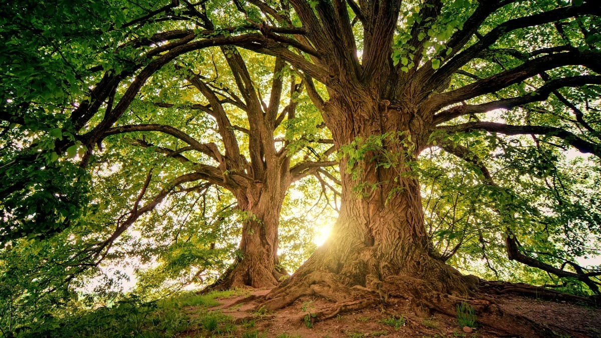 La Acacia Imperial: Tu Jardín Florido y Sombreado en Tiempo Récord - image 1