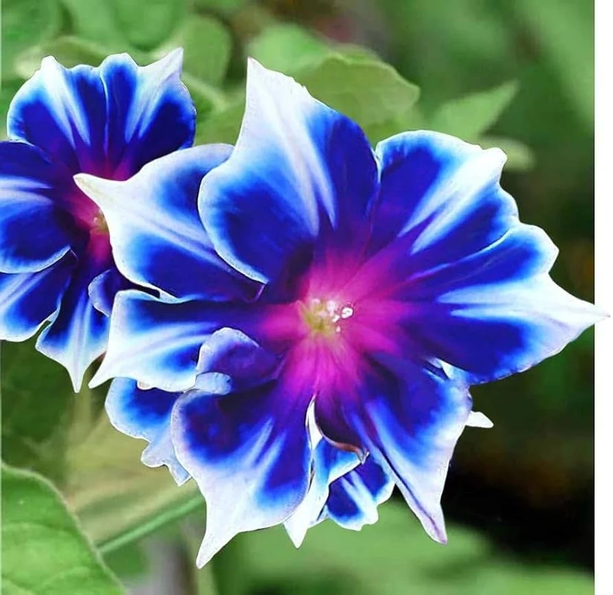 La flor que parece obra de arte y resiste como mala hierba: el secreto de los jardines más bellos - image 1