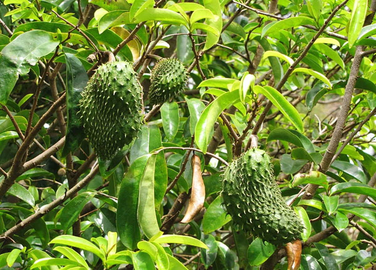 La fruta cremosa que parece algodón de azúcar: cultívala en tu patio - image 1
