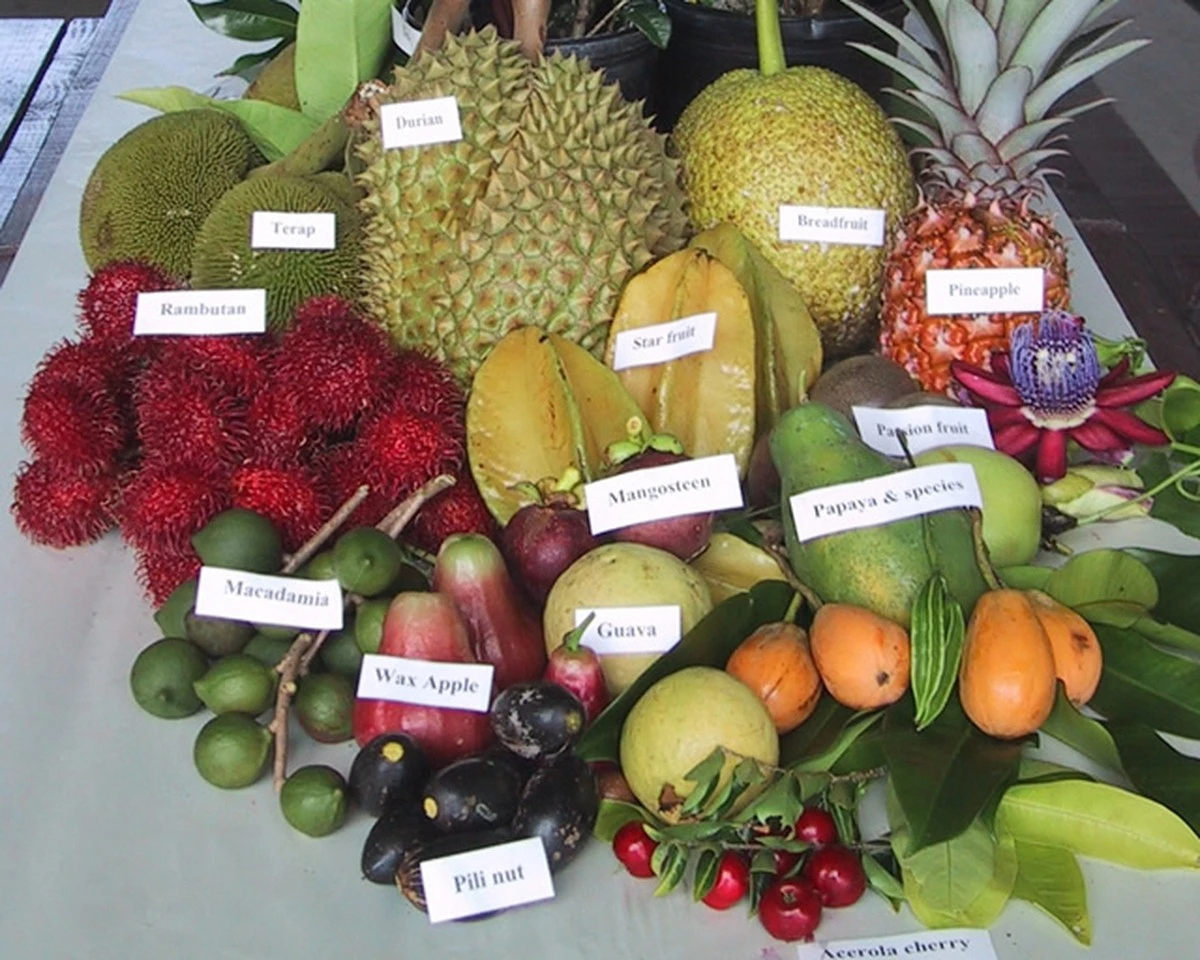 La fruta dorada que sabe a dulce de leche: descúbrela y cultívala - image 1