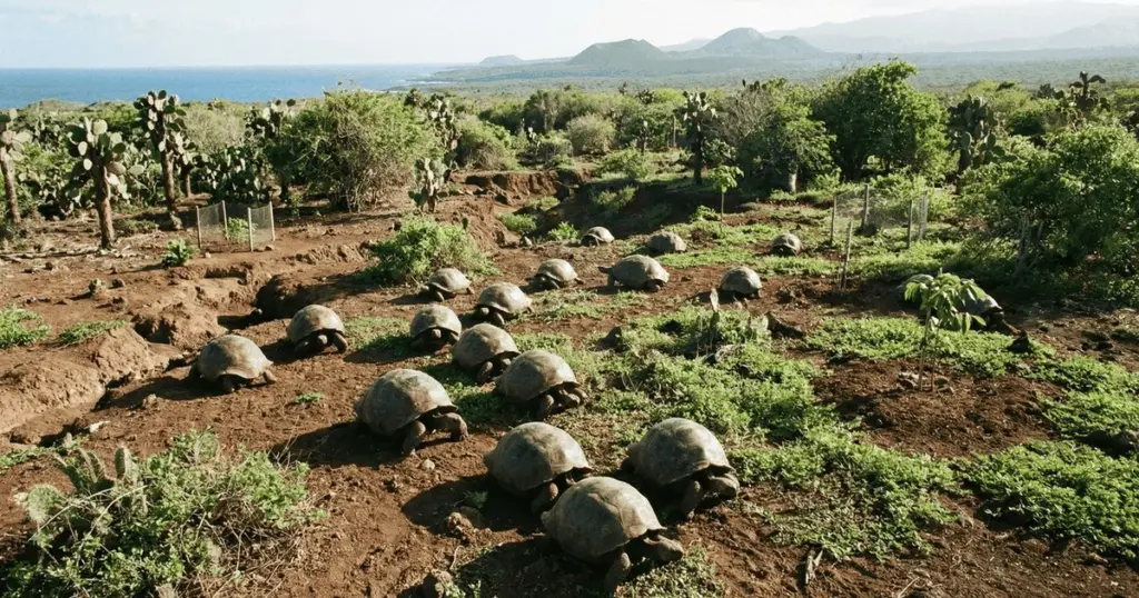 La isla que renació: 50 animales rescatados devuelven la vida a un paraíso moribundo