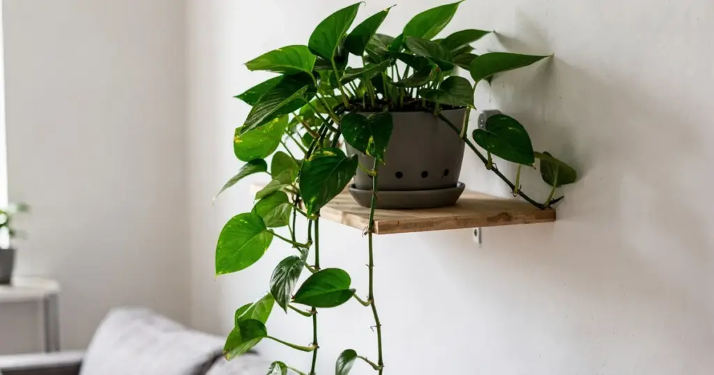 La planta perfecta para novatos: fácil, veloz y con belleza exuberante