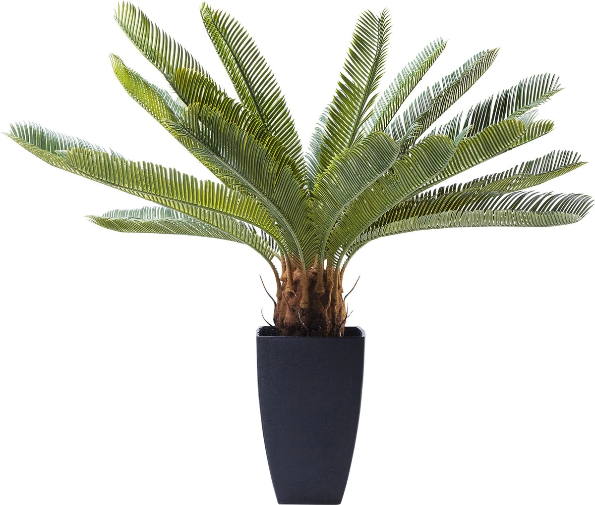 La planta perfecta para novatos: fácil, veloz y con belleza exuberante - image 1