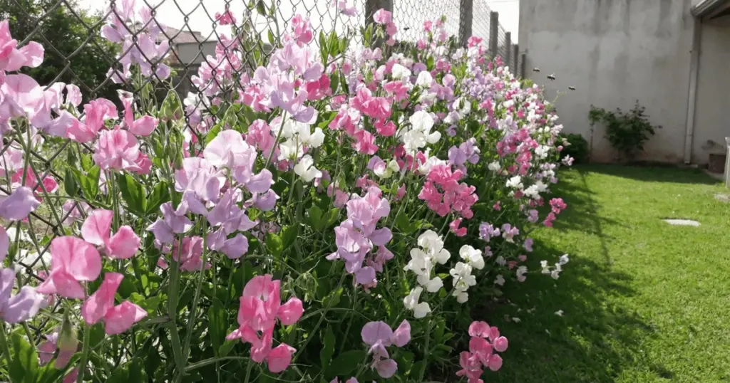 La planta que crea una barrera natural perfumada y repele plagas