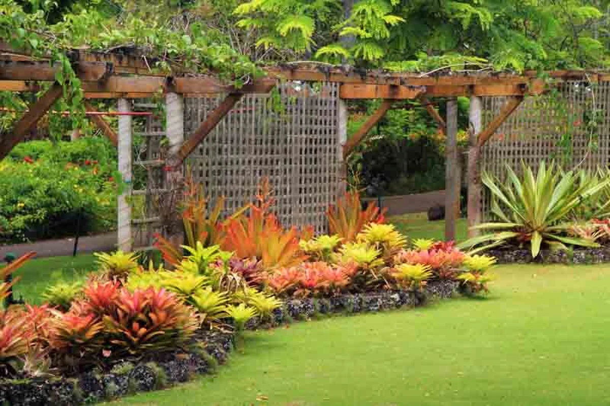La planta que embellece tu jardín tropical y te da fruta todo el año (incluso en tierra pobre) - image 1