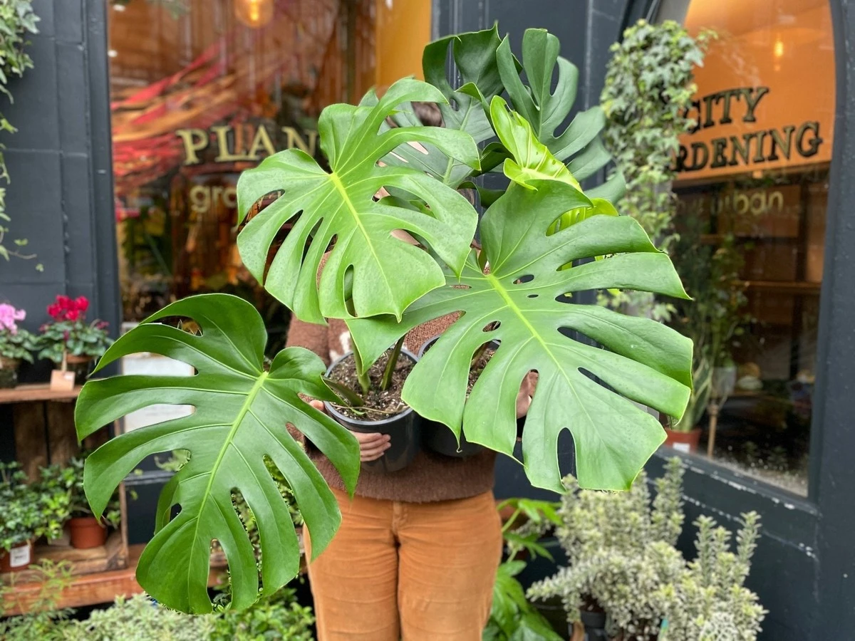 La planta que revoluciona tu hogar: hojas gigantes y cuidados de principiante - image 1
