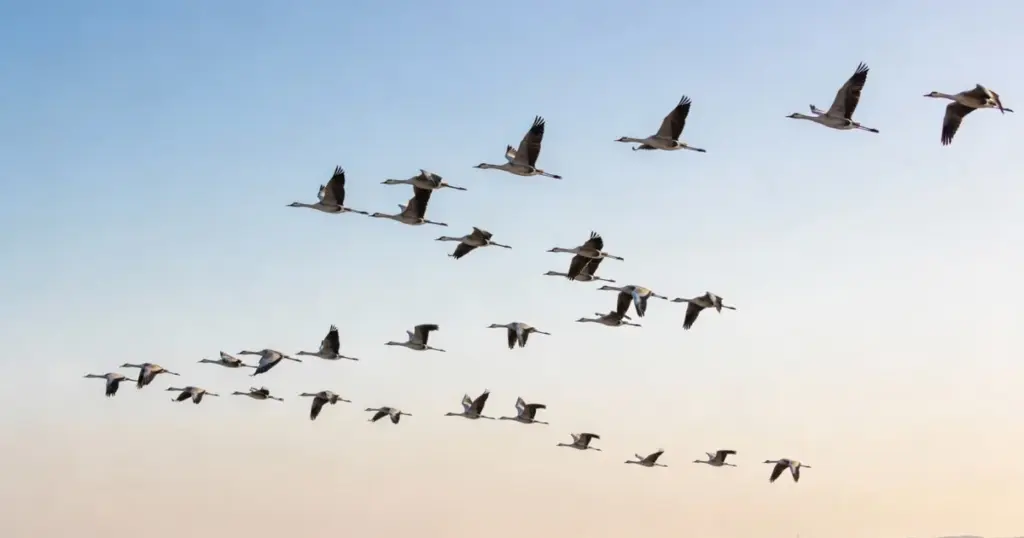Las aves no necesitan GPS: así navegan miles de kilómetros sin mapa