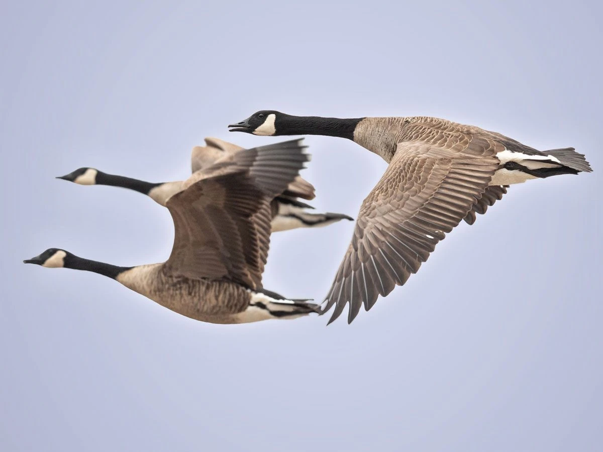 Las aves no necesitan GPS: así navegan miles de kilómetros sin mapa - image 1