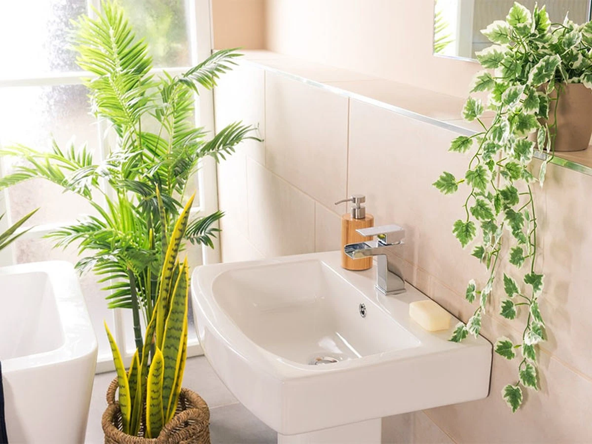 Las plantas de baño que prosperan con la humedad e ideales para principiantes - image 1
