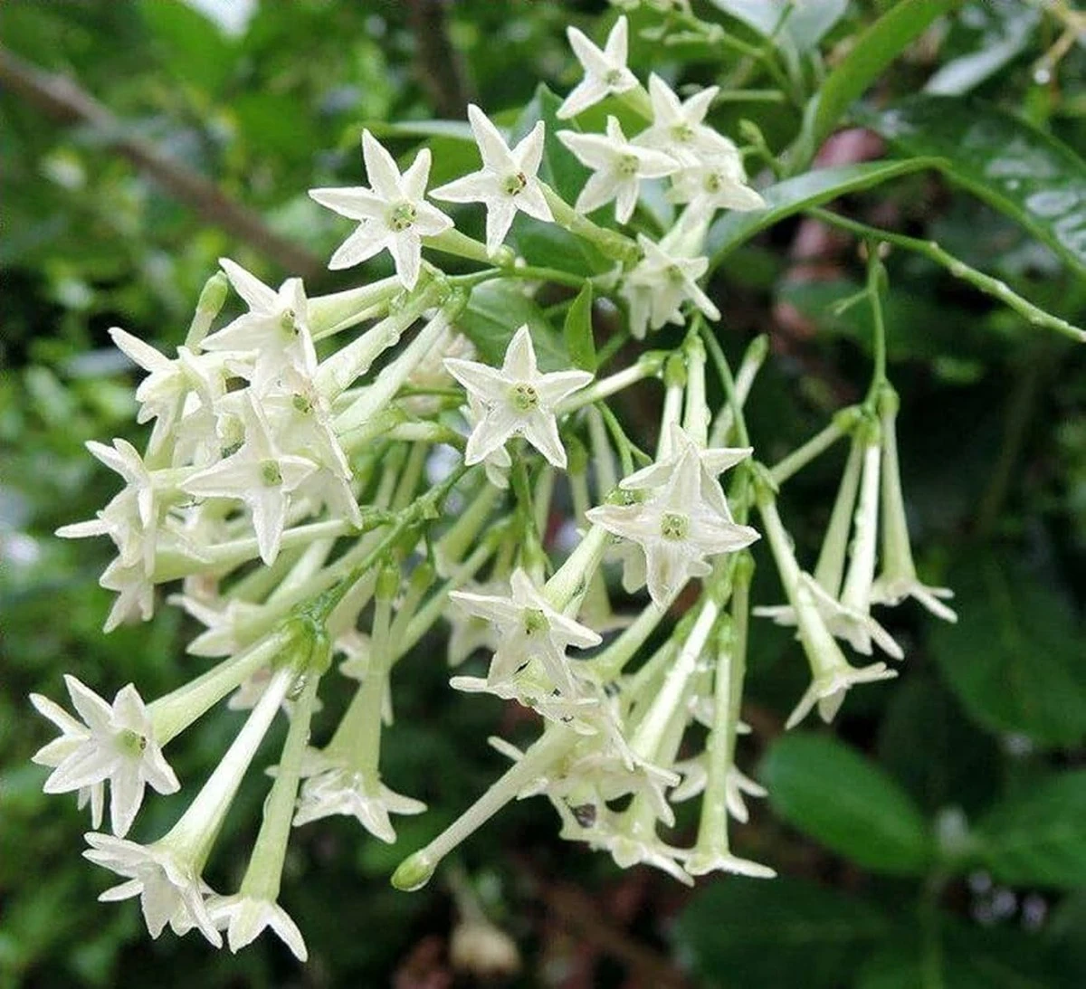 La trepadora que perfuma el jardín por la noche: la planta exótica que agota los viveros - image 1
