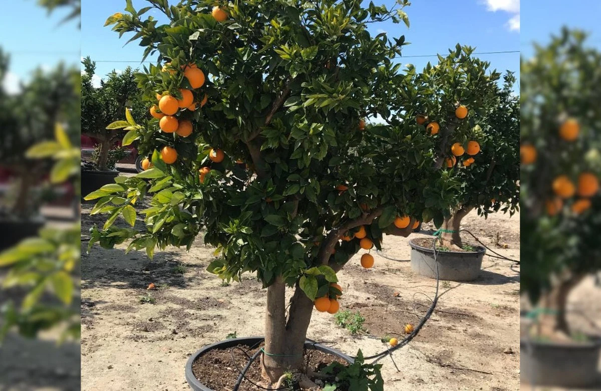 La vitamina solar en tu jardín: cómo cultivar naranjas en maceta para una cosecha rápida - image 1