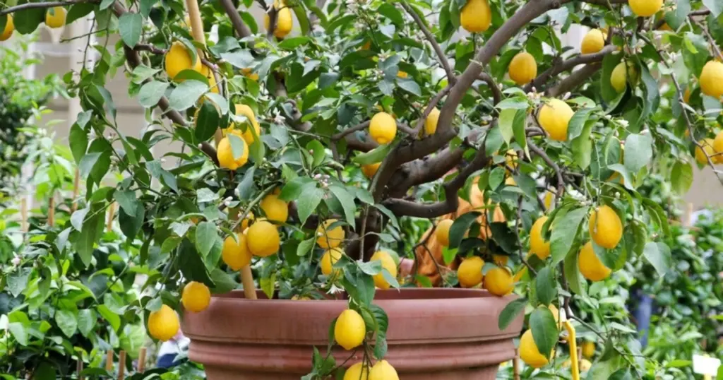 Limonero (Citrus limon): el truco de Rustica para sacarlo a la terraza sin riesgo