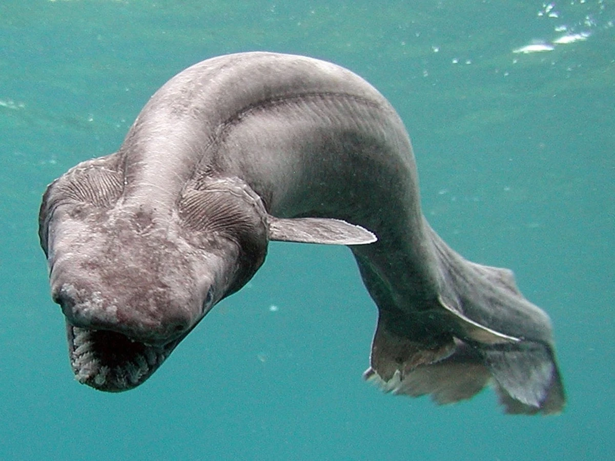 Megalodón vs. Kraken: la batalla en las fosas abisales donde los dientes destrozan la piel blanda - image 1