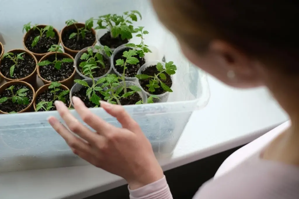 Mini invernadero doméstico: usa envases reciclados y canela para germinar semillas este 2026