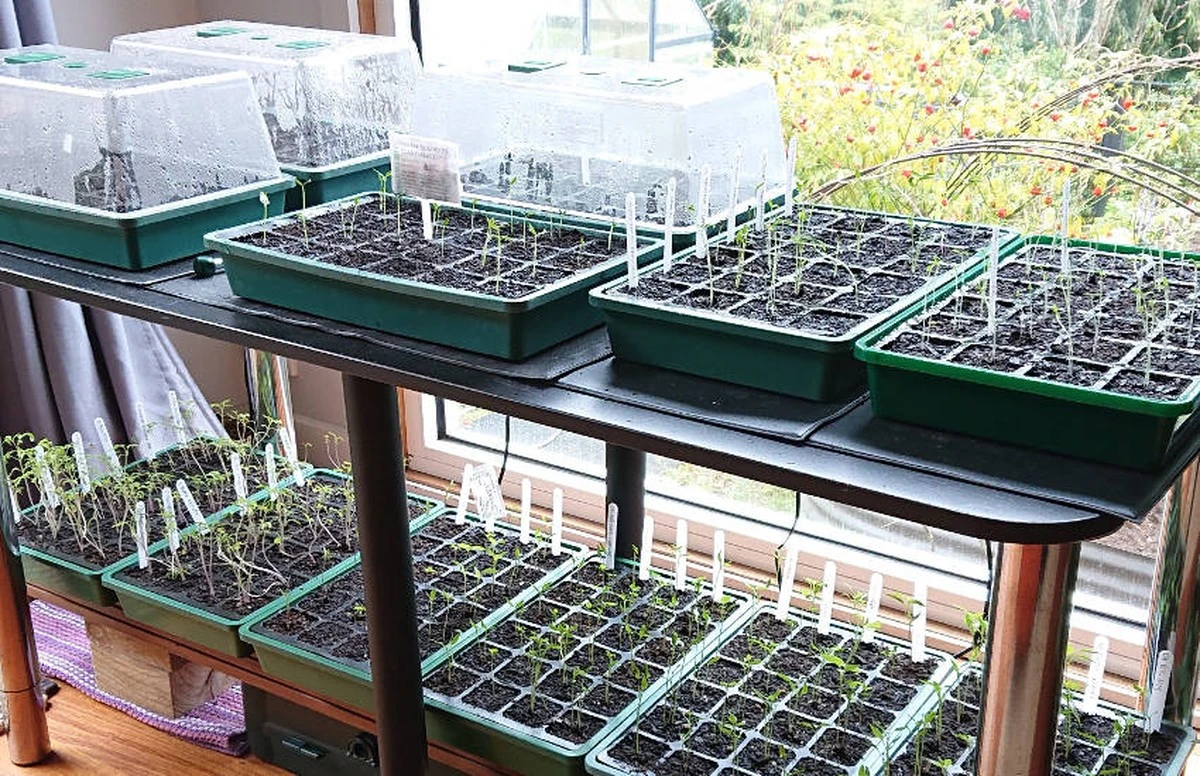 Mini invernadero doméstico: usa envases reciclados y canela para germinar semillas este 2026 - image 1