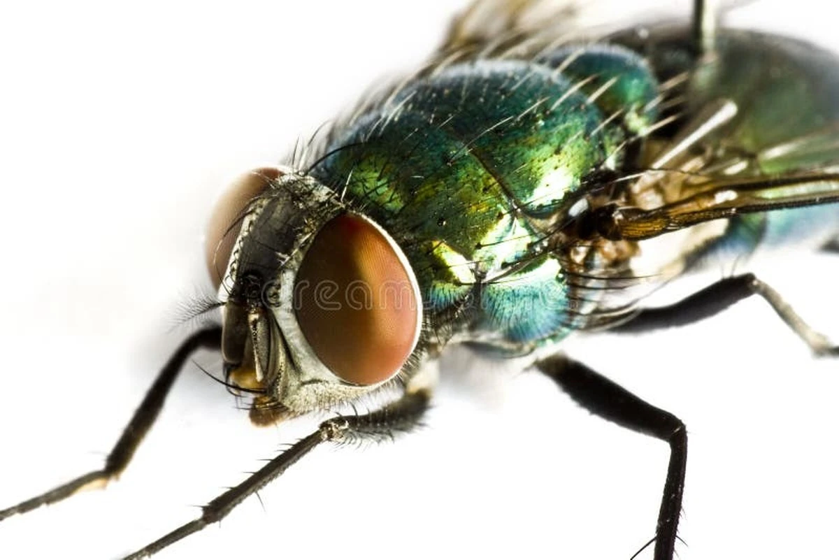 Moscas en el cuarto: el truco de la linterna para echarlas en 30 segundos - image 1