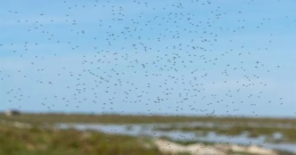 Mosquitos en Huelva: Diputación usa drones con IA y biocidas en Doñana