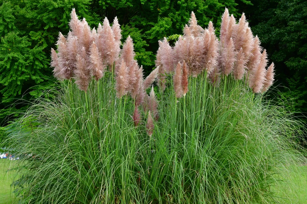 Multas de 150.000€ en tu jardín: Francia y España prohíben estas Especies exóticas invasoras - image 1