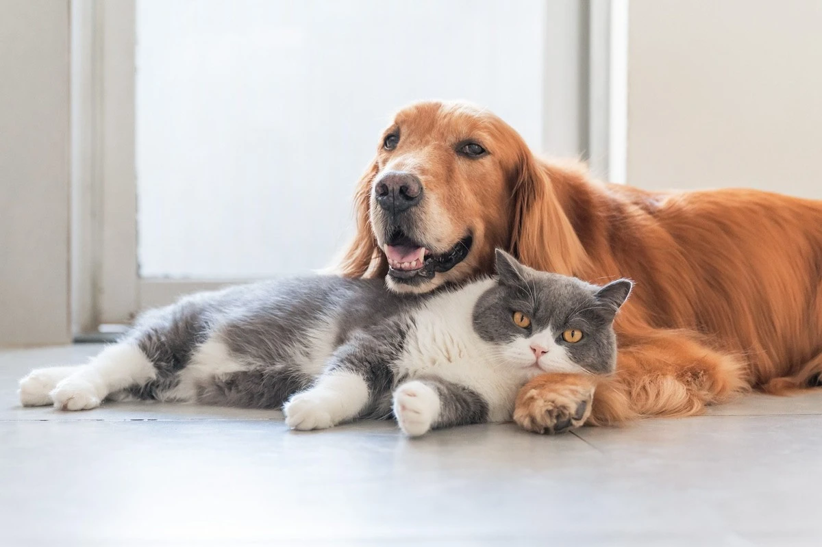 Perro vs. Gato: el compañero ideal para quienes viven solos - image 1