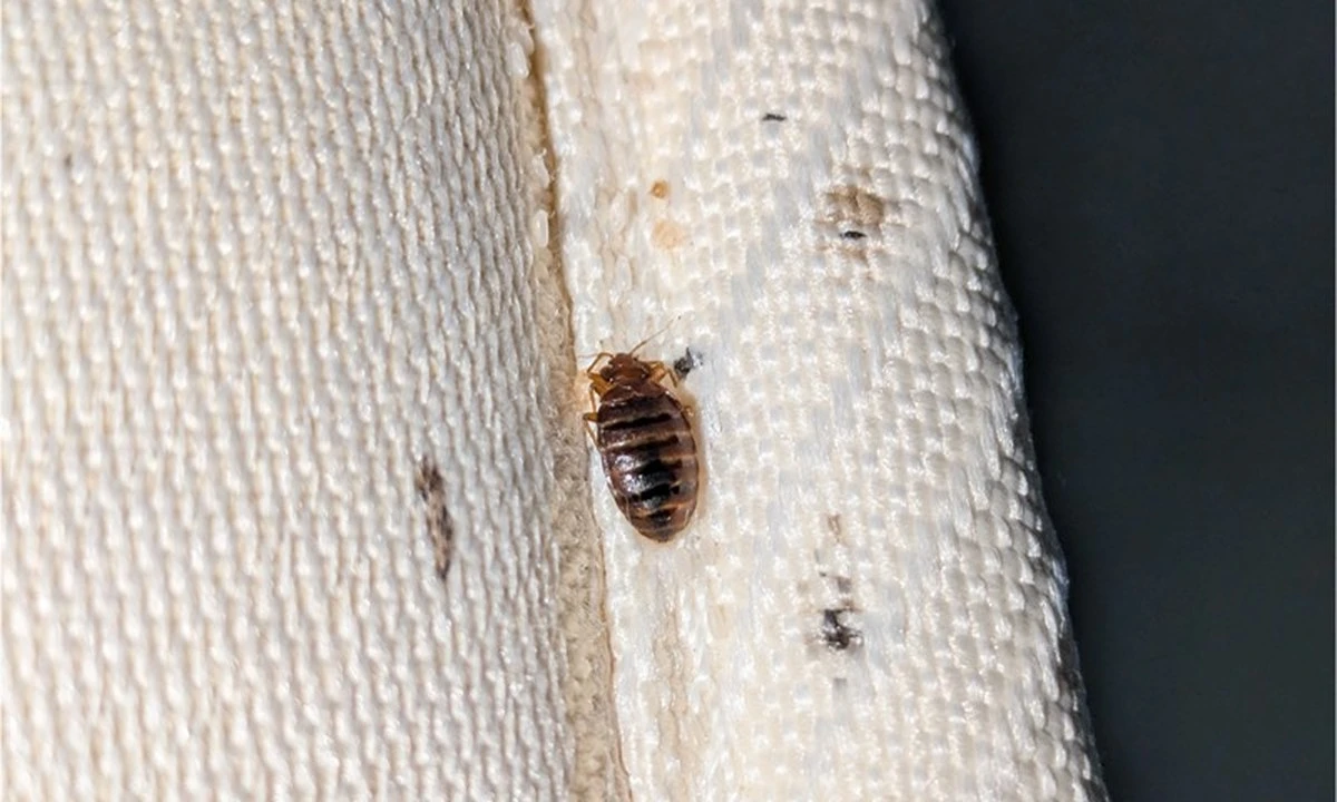 Plaga de Cimicidae: el Alcohol isopropílico al 70% solo funciona por contacto - image 1