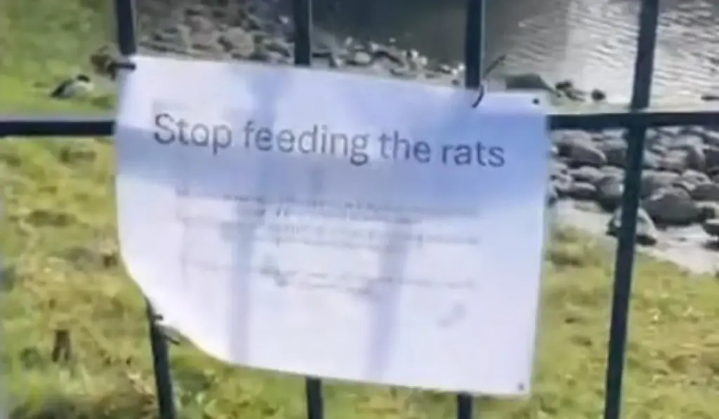Plaga de ratas en Esker Hills, Portlaoise: el pan atrae roedores al lago