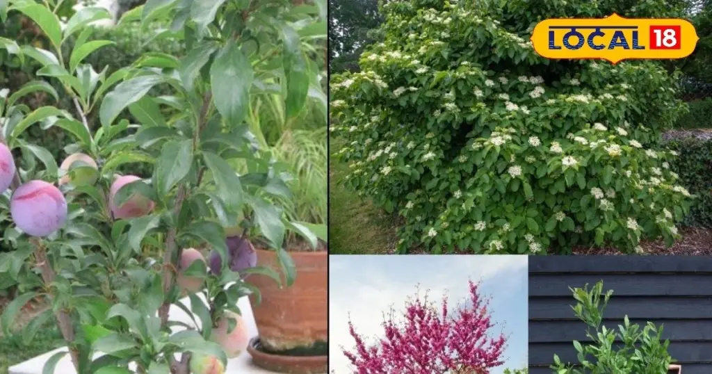 Planta ciruelo y Cerezo en flor antes de marzo para asegurar la Primavera