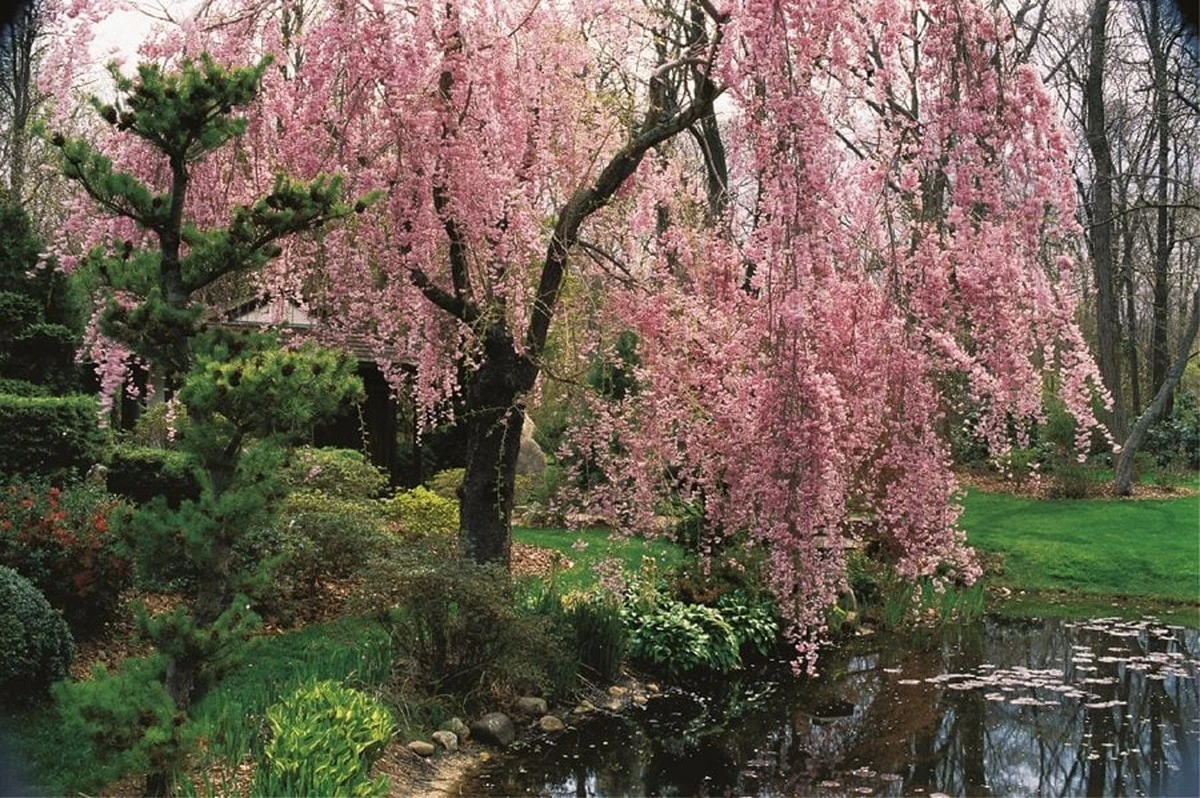 Planta ciruelo y Cerezo en flor antes de marzo para asegurar la Primavera - image 1
