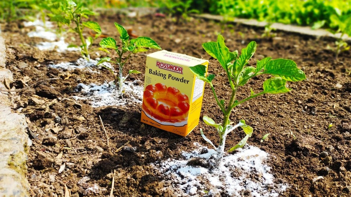 Plantas apagadas: usa Bicarbonato de sodio para equilibrar el pH del suelo - image 1