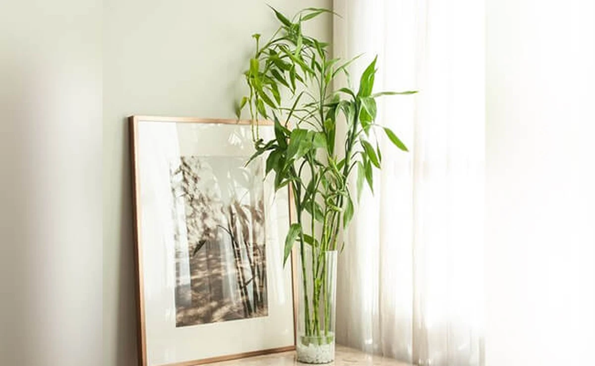 Plantas de interior para la salud: por qué tener el suave de bambú (Lucky Bamboo) - image 1