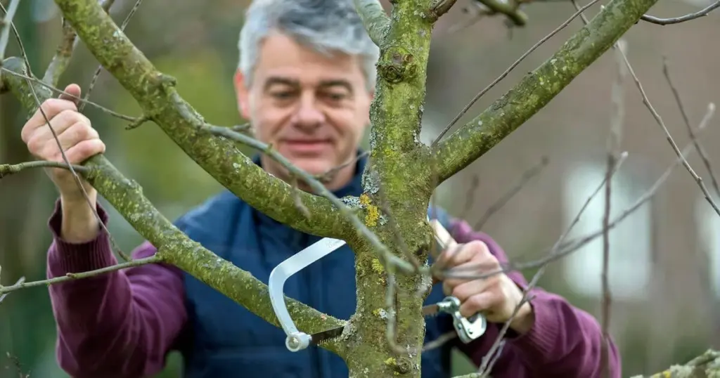 Poda de febrero: el truco para Salix alba y Salix viminalis antes del calor