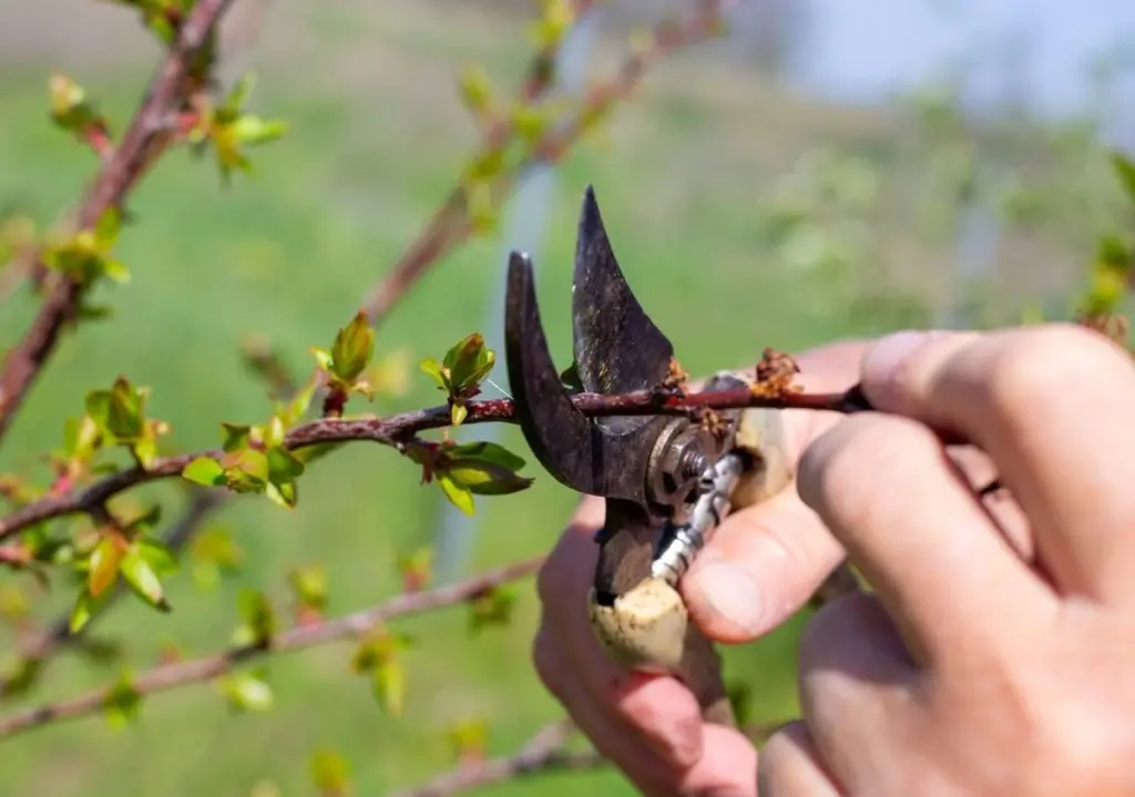 Poda de febrero: qué plantas cortar ahora para transformar tu jardín en primavera