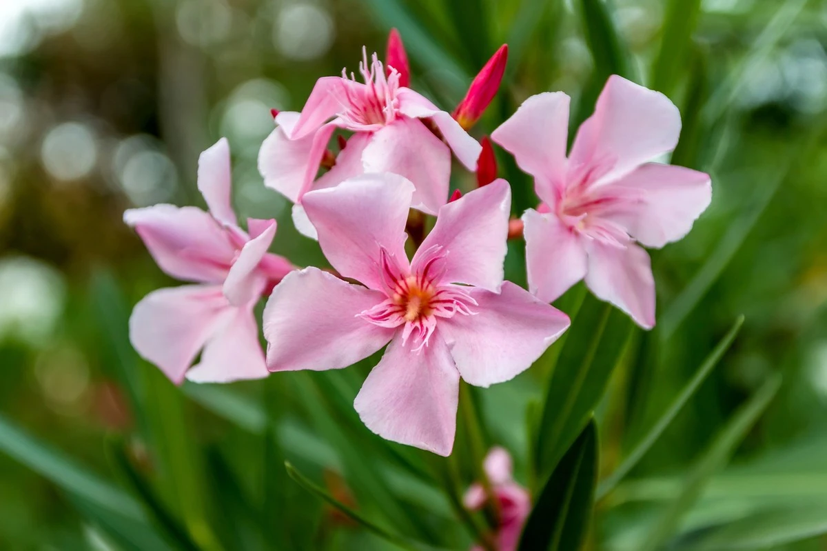Poda de la Adelfa (Nerium oleander): aclare el centro para una floración explosiva - image 1