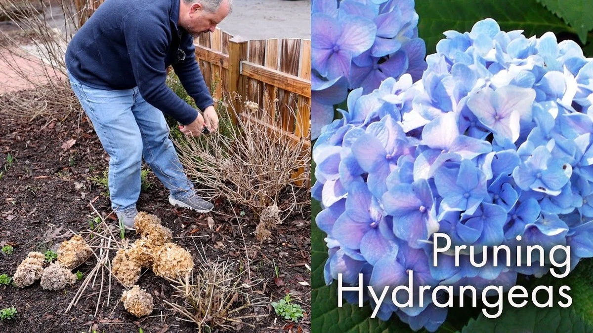 Poda de la Hortensia en España: corte solo yemas secas en Macrophylla - image 1