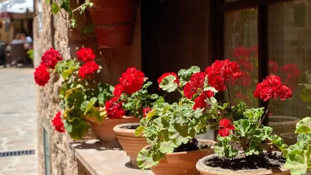 Poda del Geranio (Pelargonium): reactiva la Hibernación con el método de 10 cm
