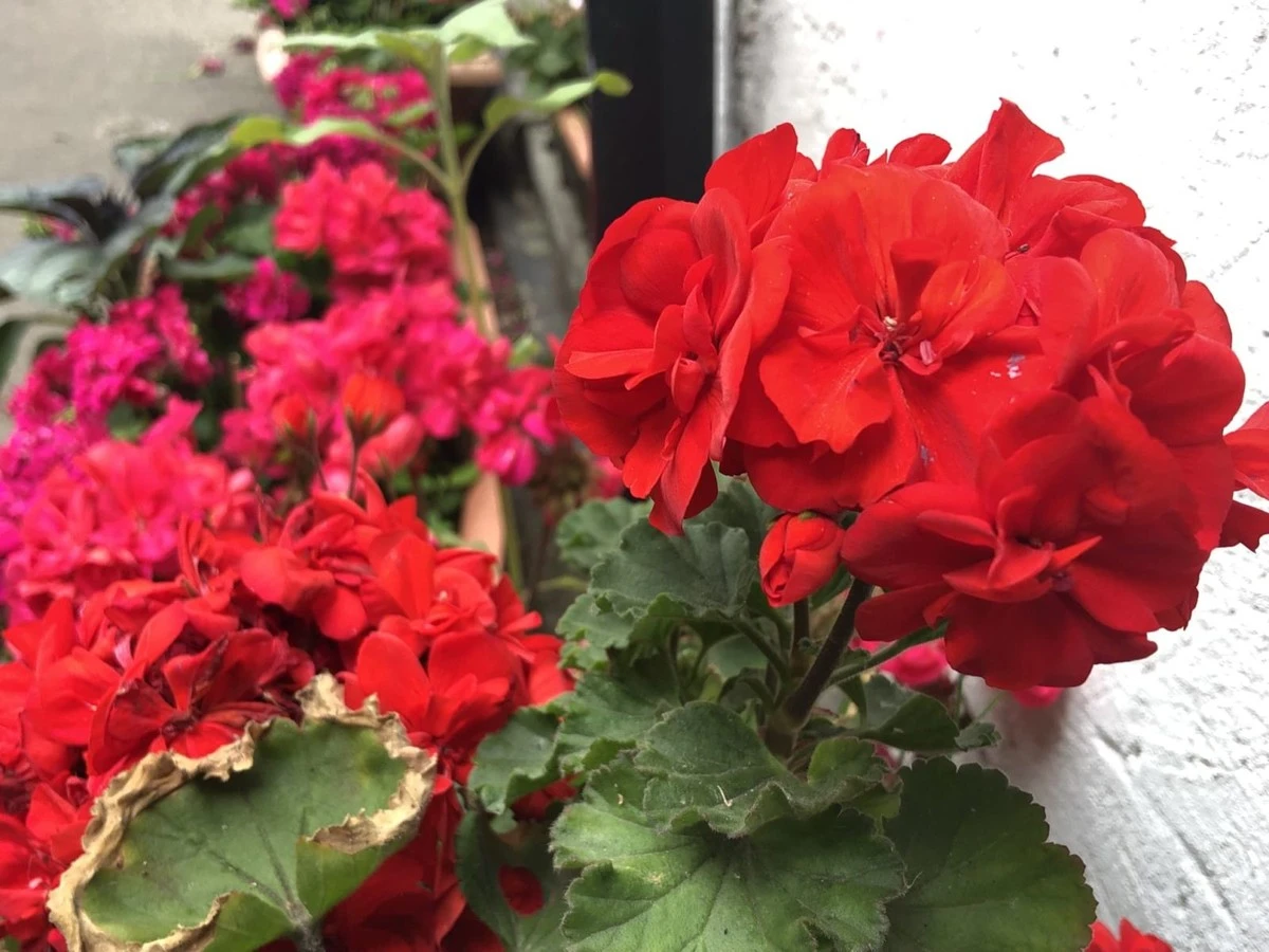 Poda del Geranio (Pelargonium): reactiva la Hibernación con el método de 10 cm - image 1