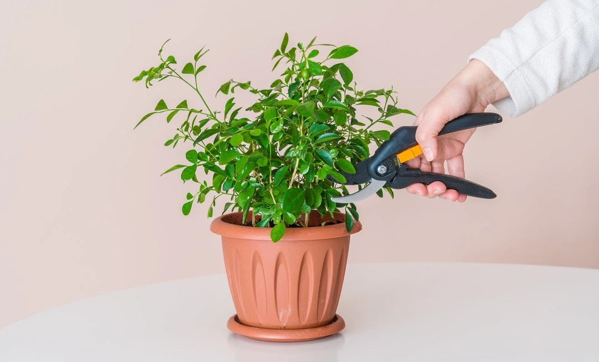 Poda de plantas en macetas: el truco profesional para un jardín interior sin desorden - image 1