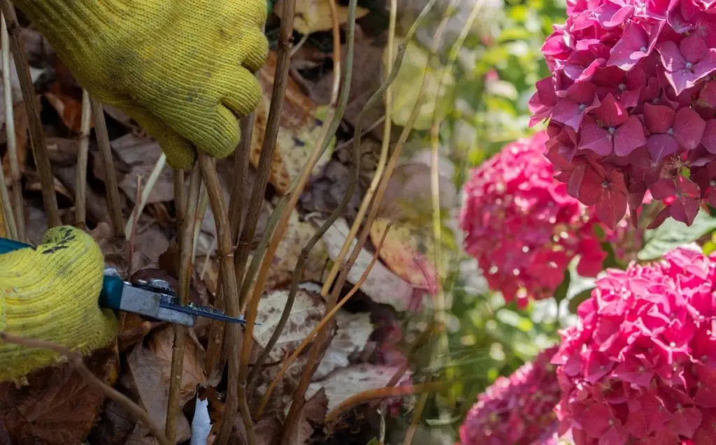 Poda la Hortensia paniculata en primavera: técnica de marzo para flores gigantes
