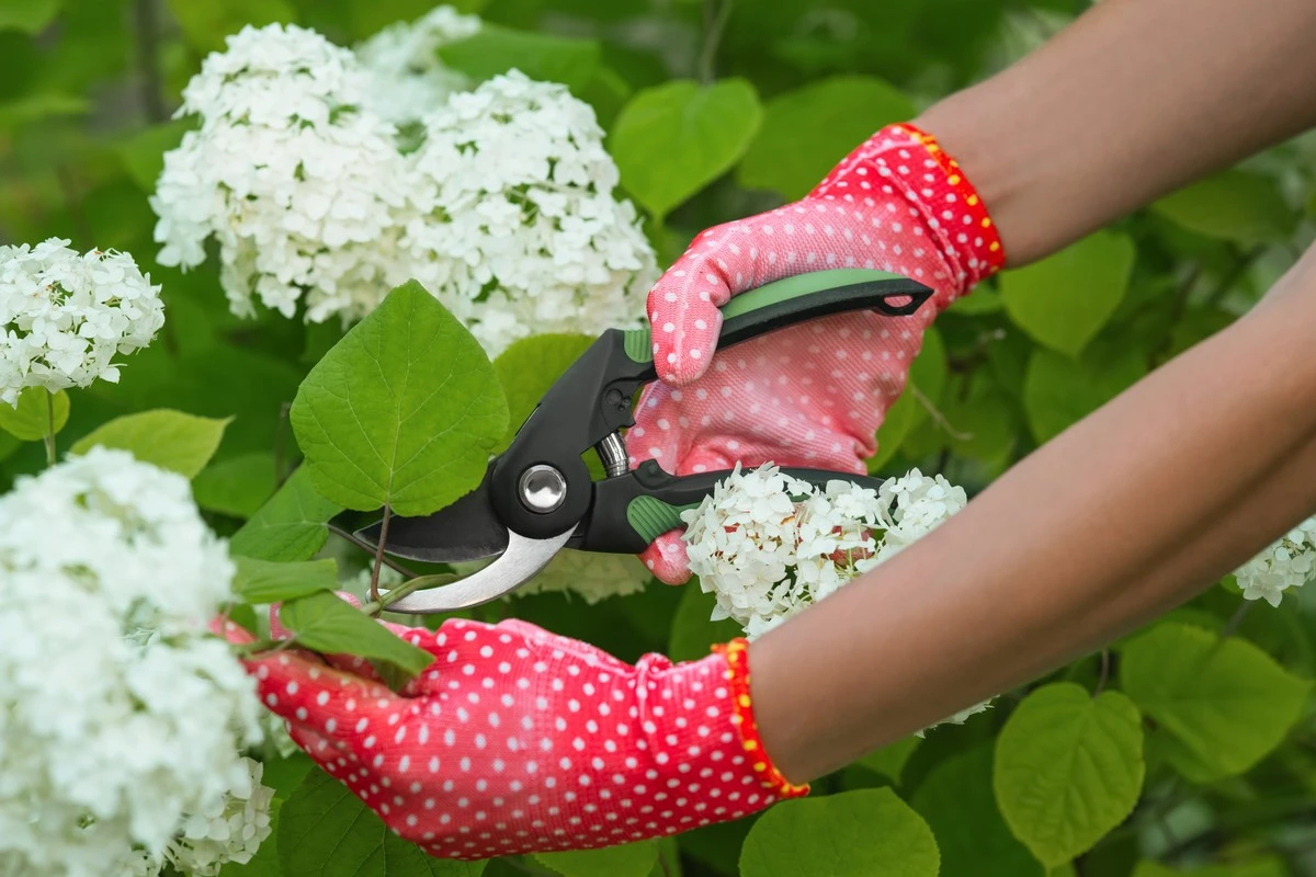 Poda la Hortensia paniculata en primavera: técnica de marzo para flores gigantes - image 1