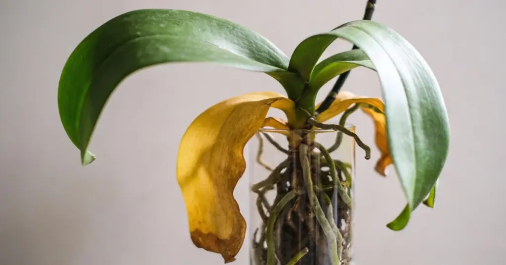 Por qué las hojas de tu orquídea se vuelven amarillas: La guía definitiva