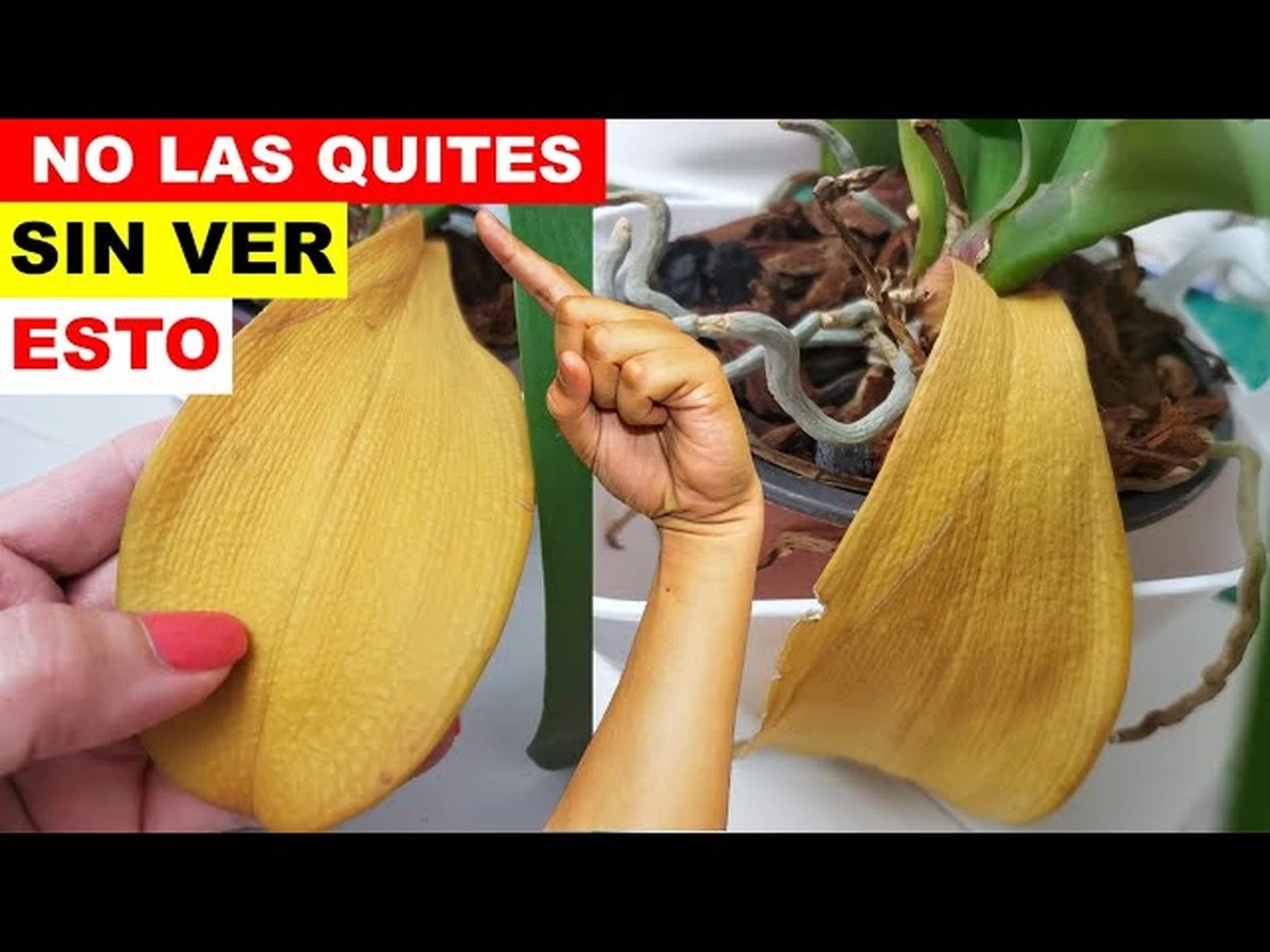 Por qué las hojas de tu orquídea se vuelven amarillas y blandas justo después de regarla - image 1