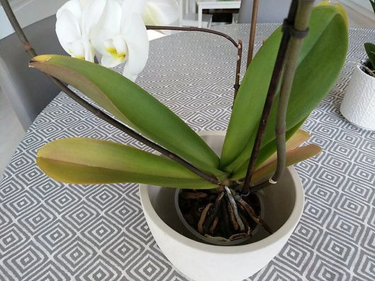 Por qué las hojas de tu orquídea se vuelven amarillas: La guía definitiva - image 1