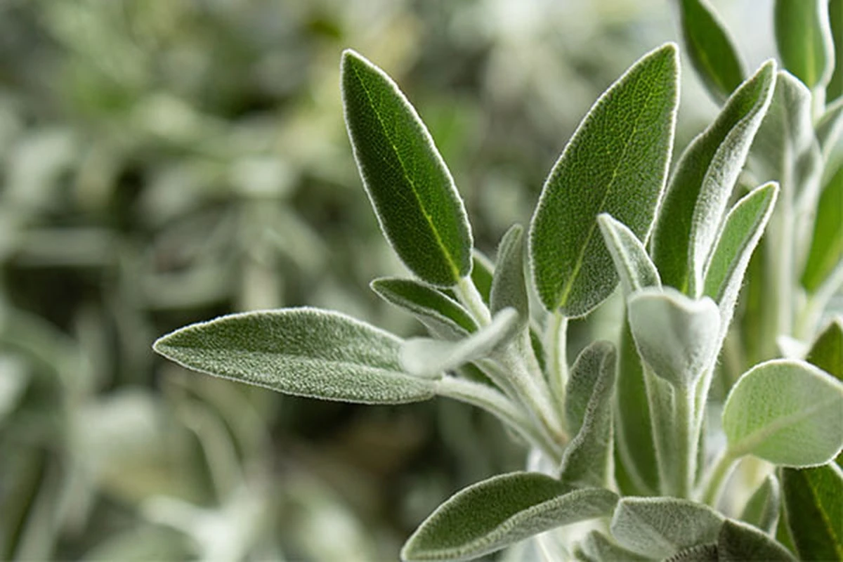 Por qué las mujeres con estilo ya no tiran las hojas de salvia - image 1