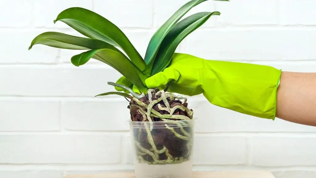 Por qué las orquídeas sacan las raíces de la maceta y por qué nunca deberías cortarlas por estética