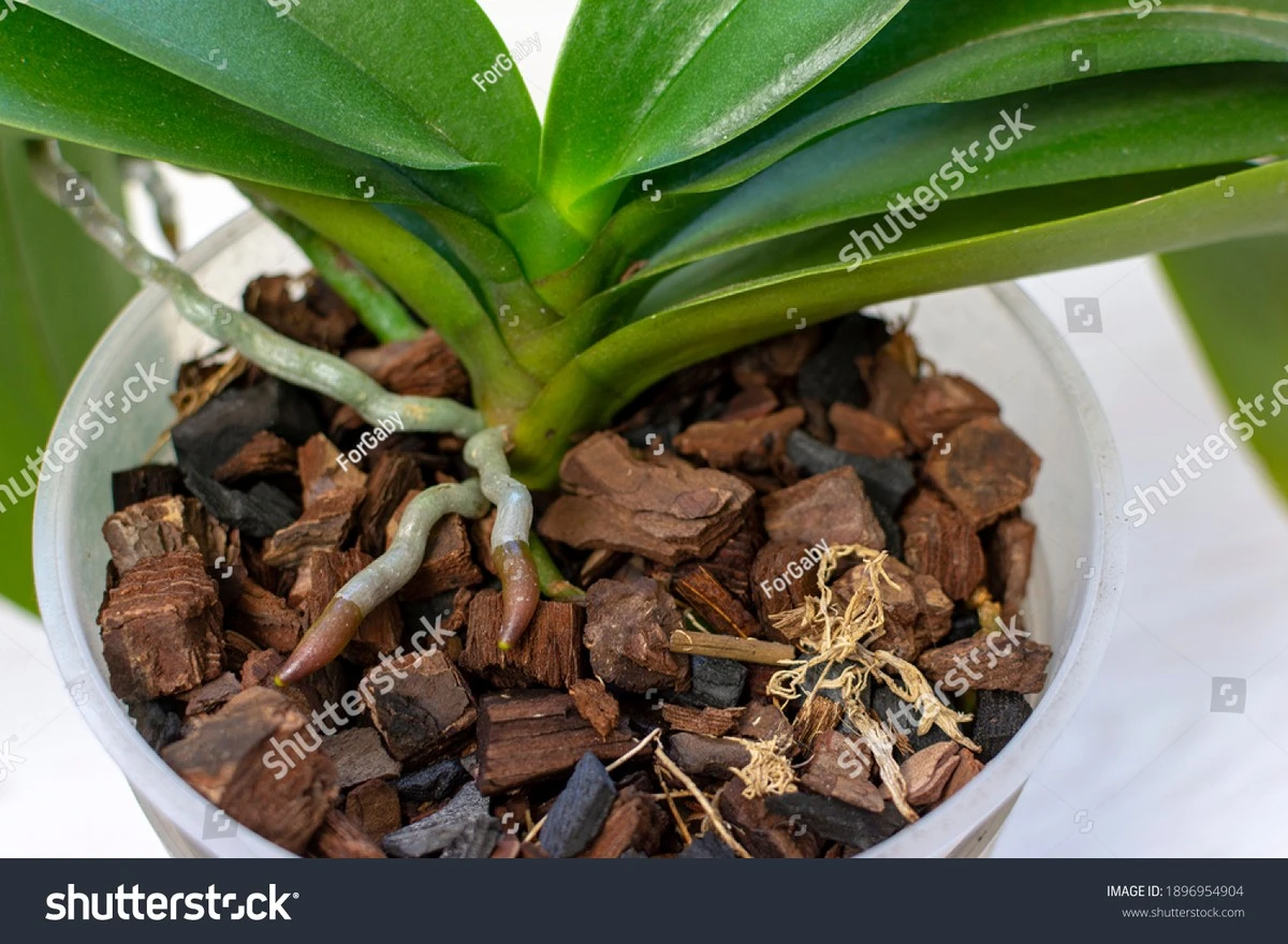 Por qué las orquídeas sacan las raíces de la maceta y por qué nunca deberías cortarlas por estética - image 1
