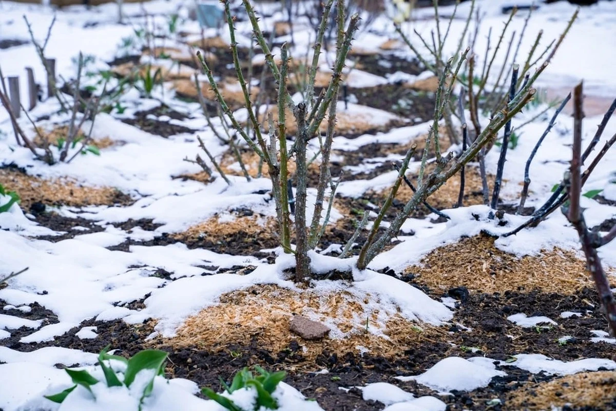 Por qué los agricultores expertos están esparciendo harina de dolomita sobre la nieve - image 1
