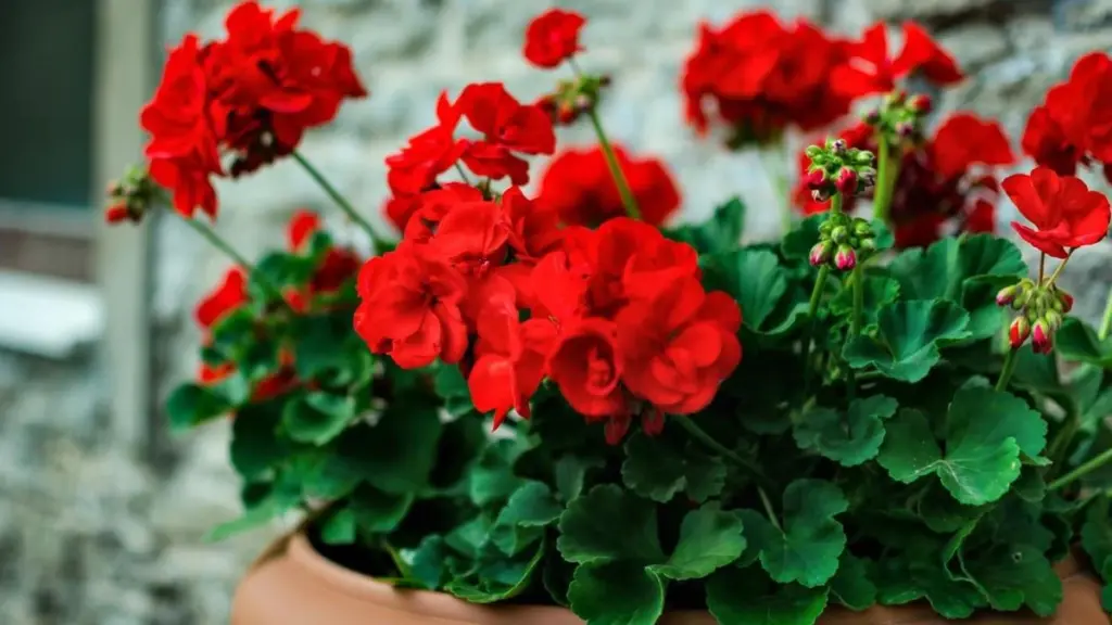 Por qué los expertos eligen begonias para el balcón esta primavera