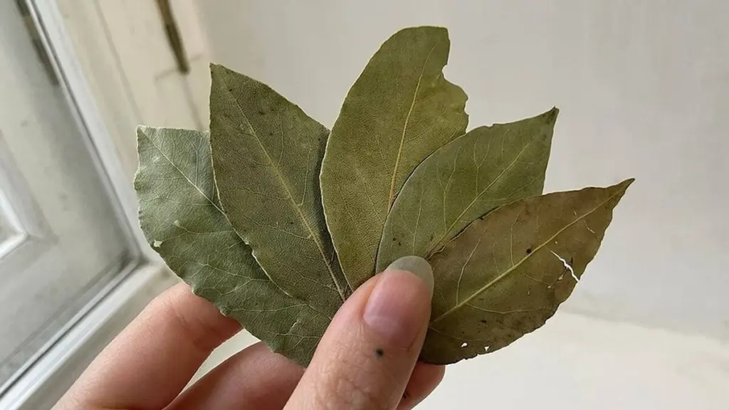 Por qué los expertos en limpieza ponen hojas de laurel en el microondas apagado
