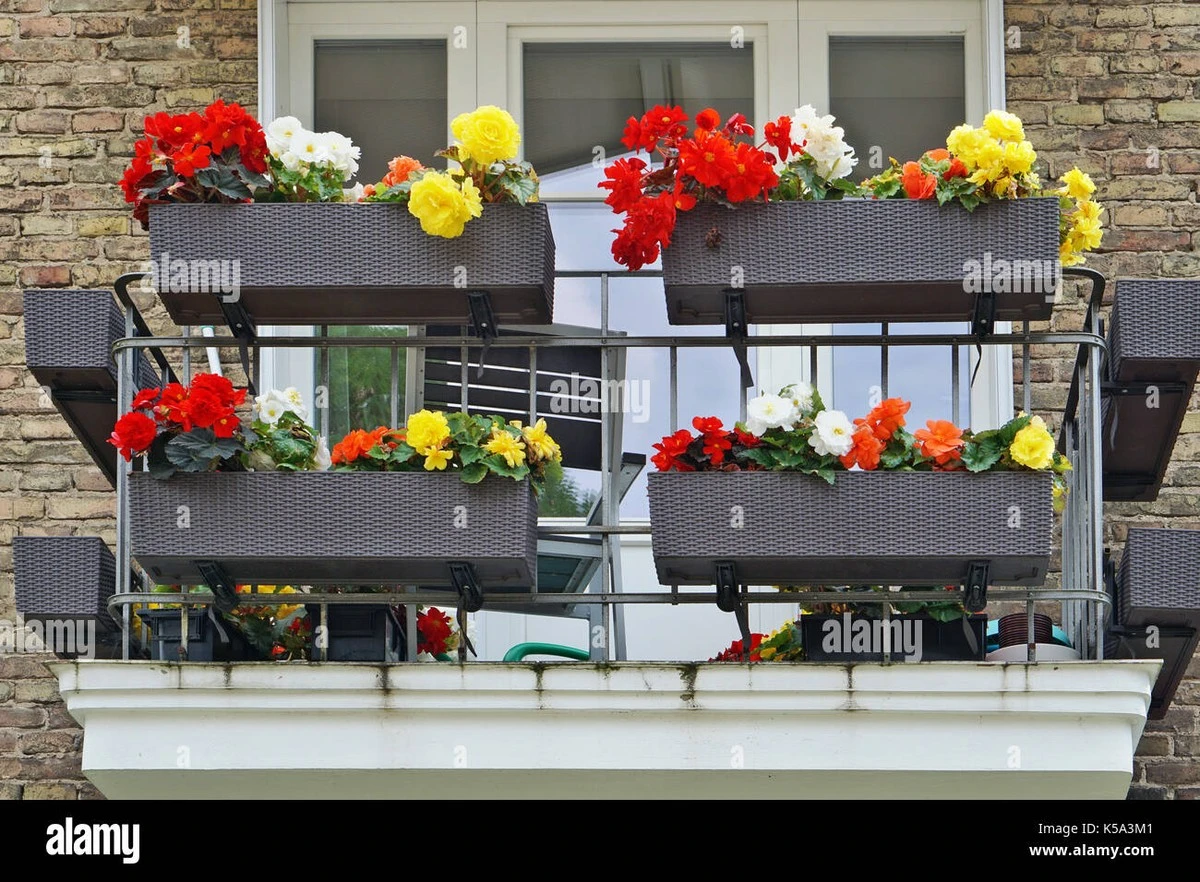 Por qué los expertos eligen begonias para el balcón esta primavera - image 1
