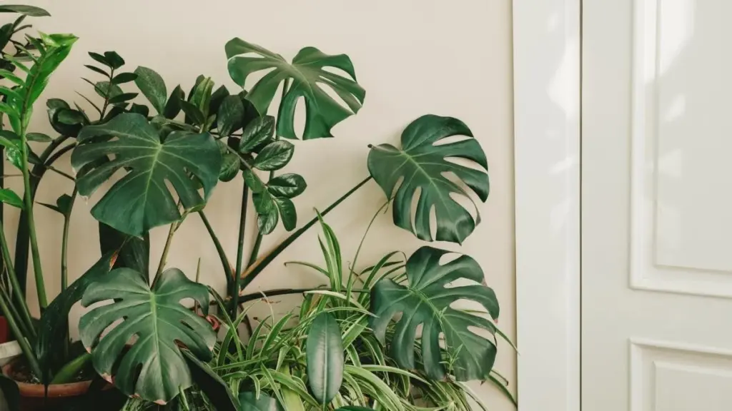 Por qué los floristas están sustituyendo la Monstera por estas tres plantas compactas