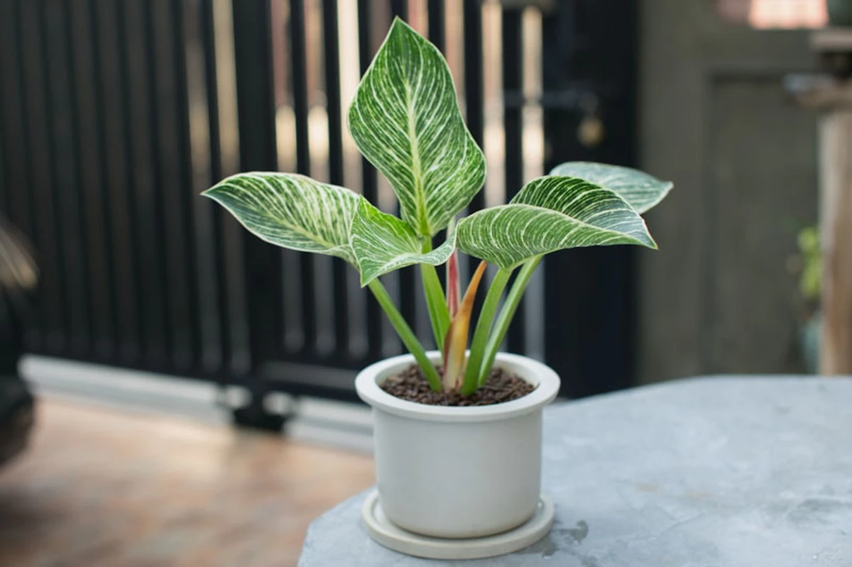 Por qué los floristas están sustituyendo la Monstera por estas tres plantas compactas - image 1